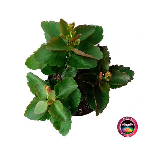 Suculenta Kalanchoe blossdeldiana P-14 superior Neea Flora